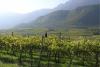 South Tyrolean wine route