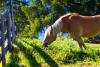 Il cavallo avelignese o Haflinger