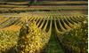 -tm-herbst-pinzon-mazon-63
