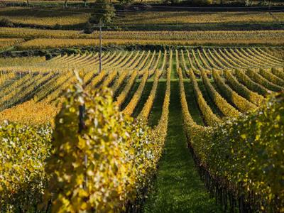 -tm-herbst-pinzon-mazon-63