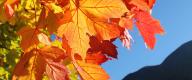Herbstgefühle