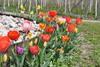 tulpen-kreisverkehr-kurtatsch-tg-suedtirols-sueden-3