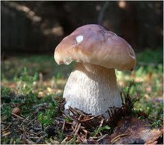 steinpilze